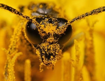 Mastering Macro & Close Up Photography